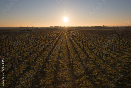 vigne en hiver. Rangs de vignes en hiver. Paysage viticole. Vignoble au lever de soleil.