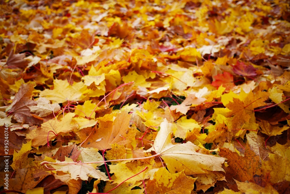 Golden fall scenery with trees and bright colorful autumn leaves in Finland. Close-up image with selective focus and shallow depth of field.