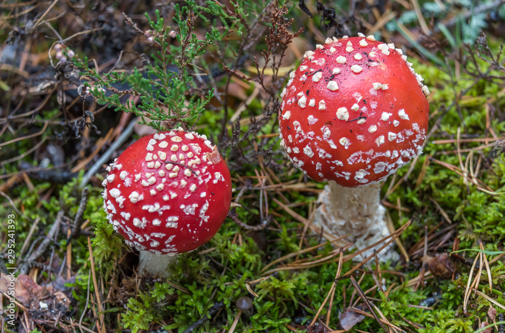 Toadstool Mushroom in a Northern European Forest Toadstool Mushroom in a Northern European Forest