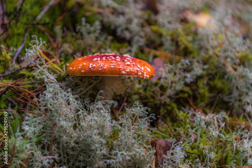 Toadstool Mushroom in a Northern European Forest