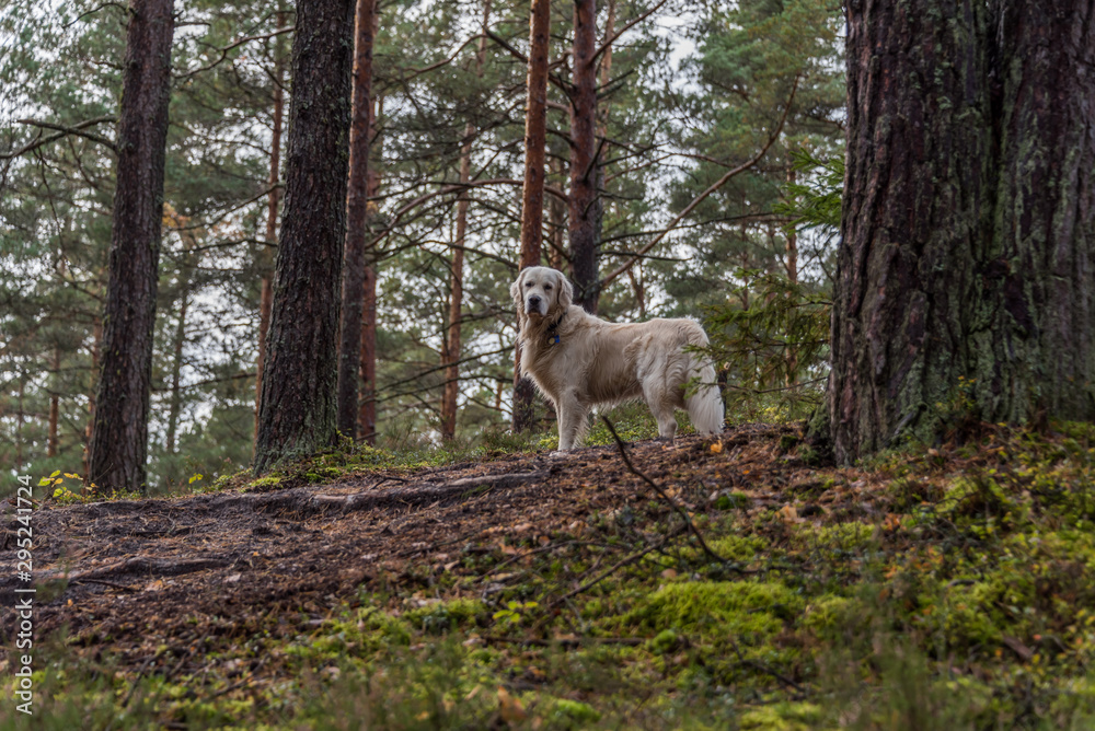 Obraz premium Champion Golden Retriever in a Forest in Northern Europe