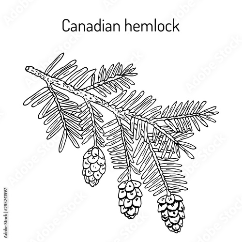 Canadian hemlock Tsuga canadensis , medicinal plant