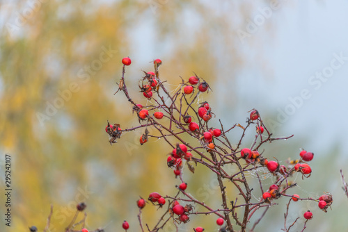 Berries with Fall Foliage at a Lake in Northern Europe
