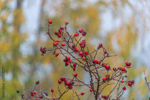 Berries with Fall Foliage at a Lake in Northern Europe