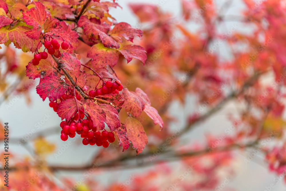 Red Berries and Red Leaves in Autumn Red Berries and Red Leaves in Autumn