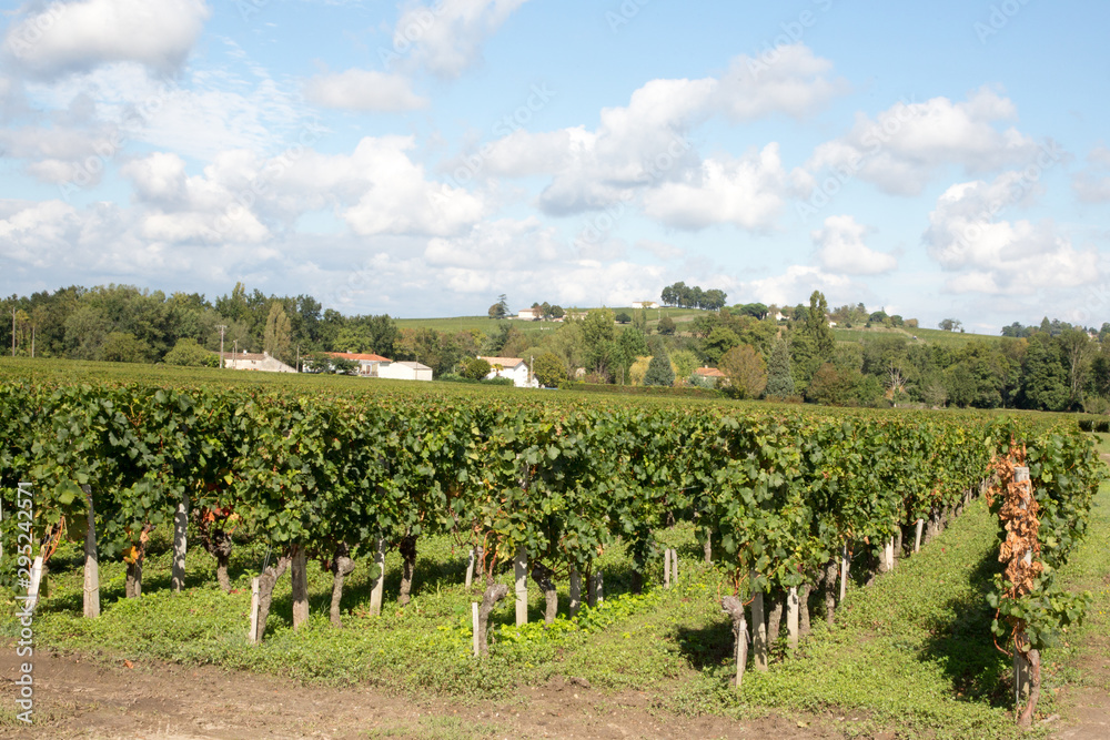 Beautiful vineyards in Saint Emilion Bordeaux wine