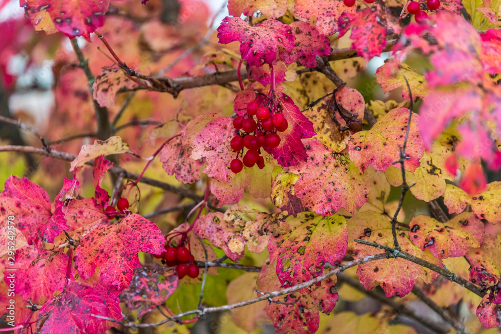 Red Berries and Red Leaves in Autumn Red Berries and Red Leaves in Autumn
