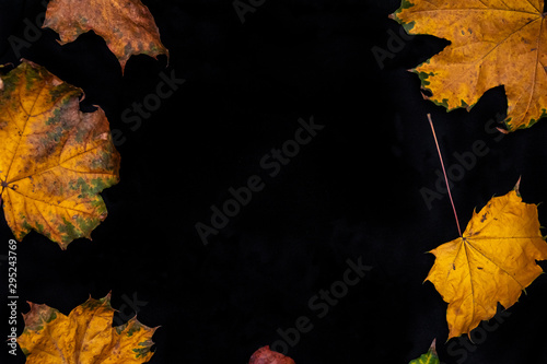 Fall leaves on a solid black background.