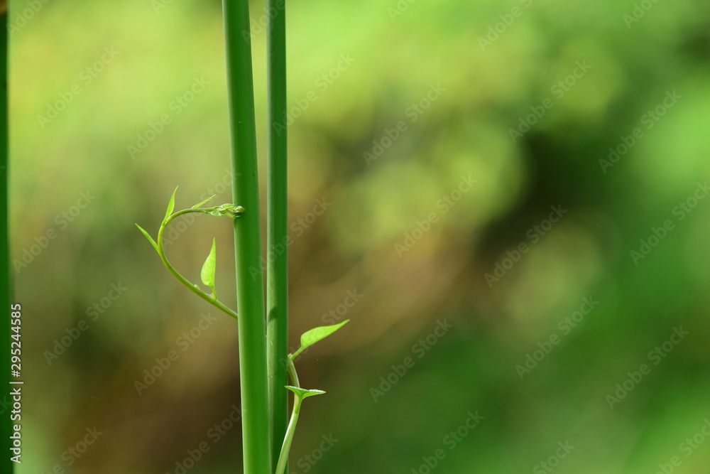 Naklejka premium closeup gree leavs in forest