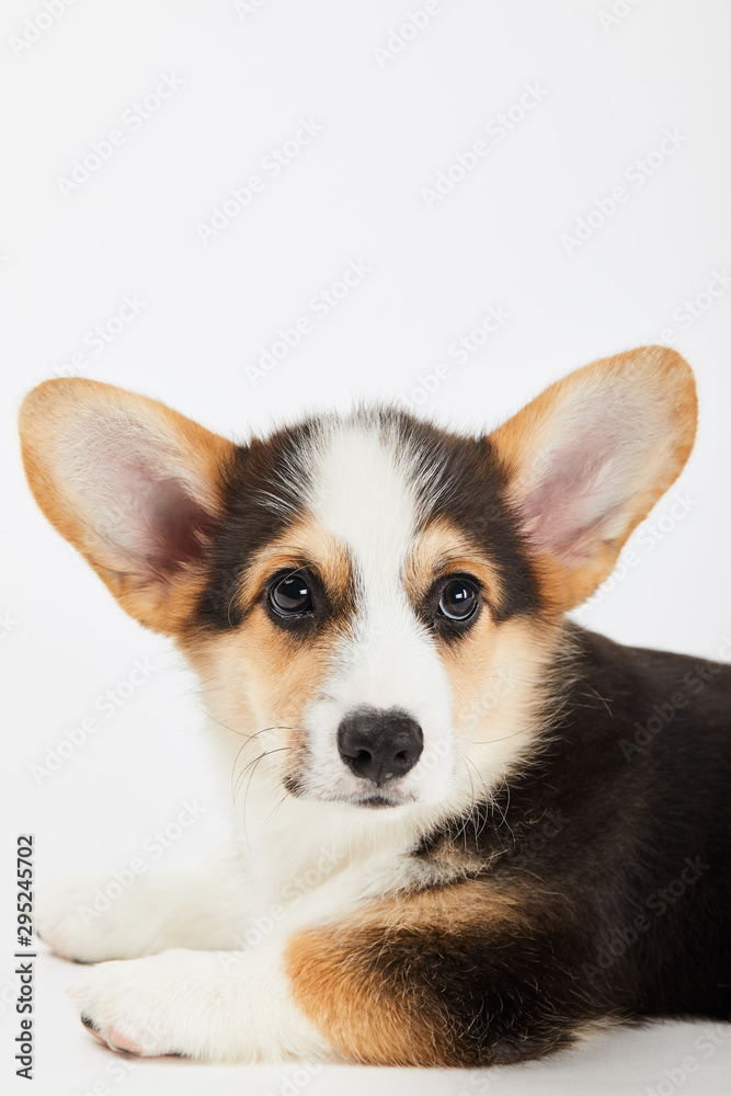cute welsh corgi puppy looking away isolated on white
