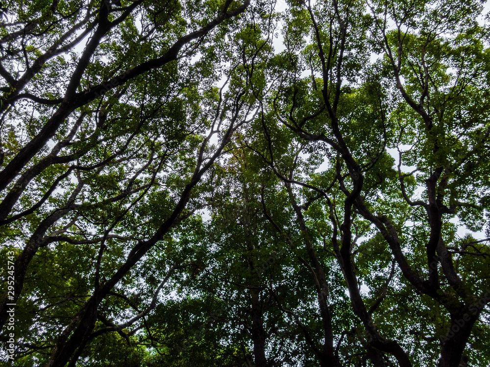 Obraz premium 木々