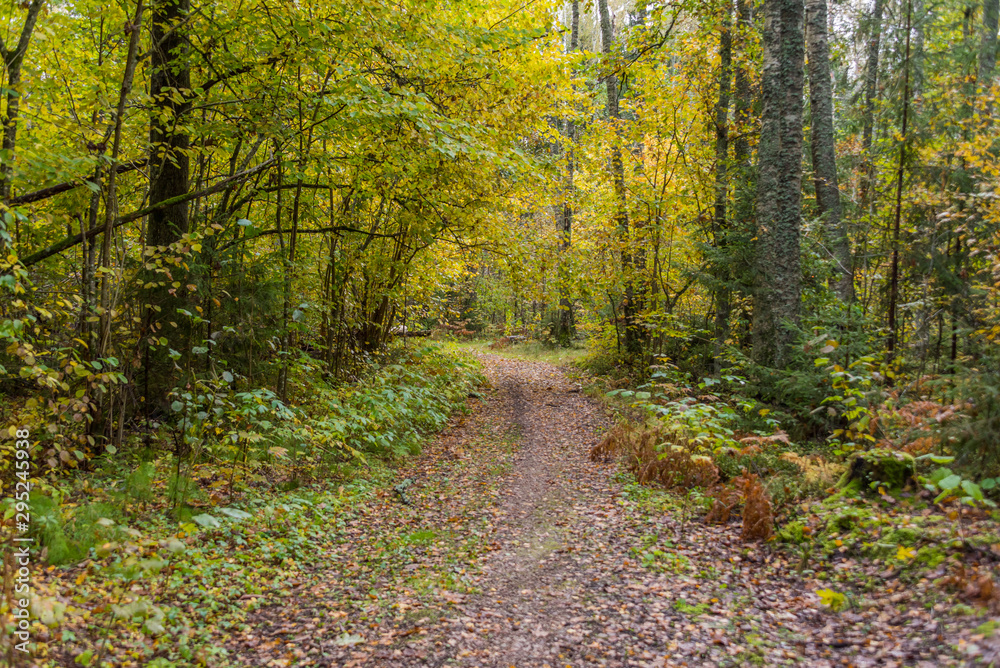 Path in a Northern European Forest in Autumn