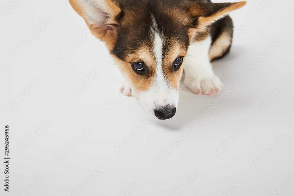 cute corgi puppy on white background with copy space