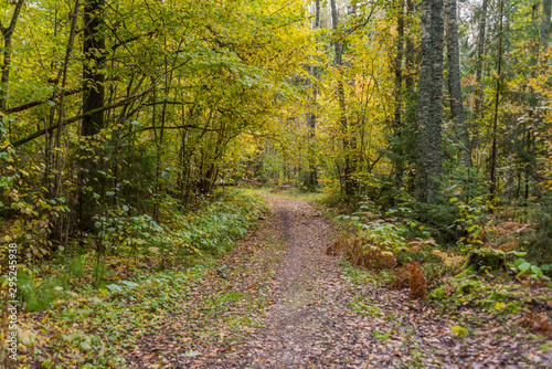Path in a Northern European Forest in Autumn © JonShore