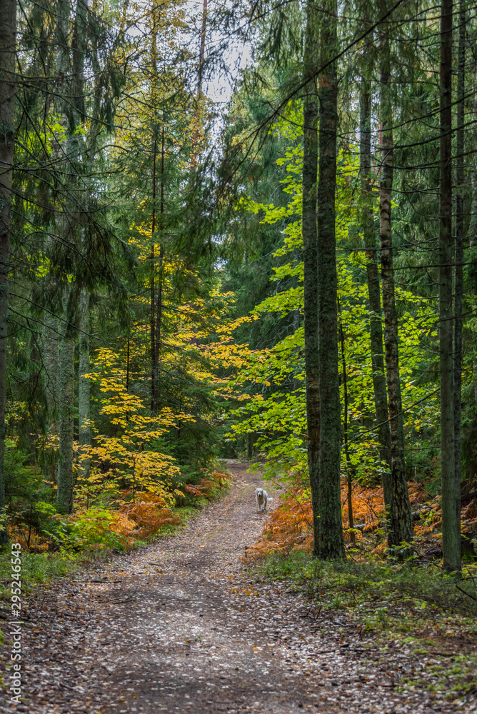 Path in a Northern European Forest in Autumn