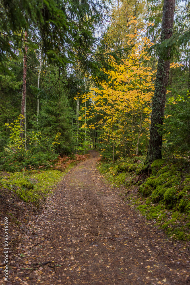 Fototapeta premium Path in a Northern European Forest in Autumn