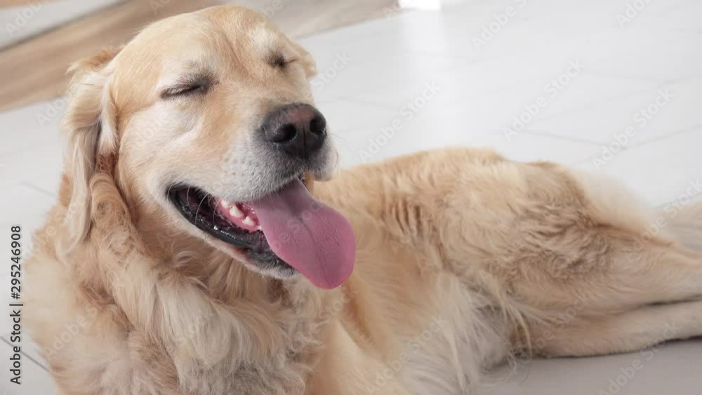 golden retriever dog lying on white tile golden retriever dog lying on white tile