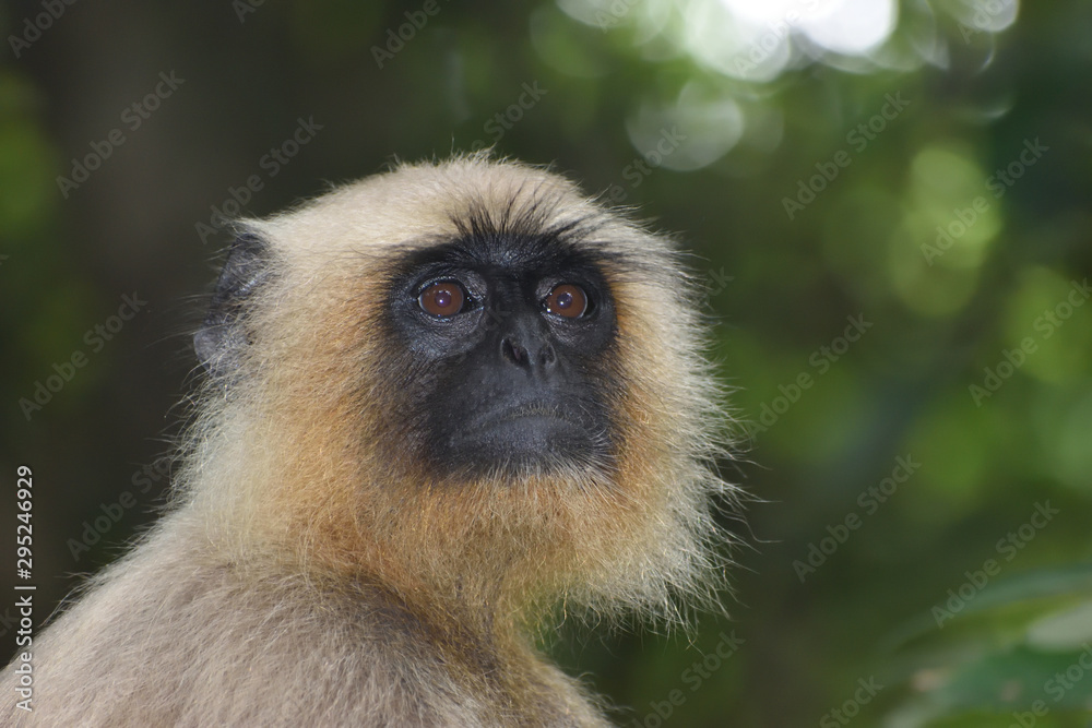 Monkey looking on out door Monkey looking on out door