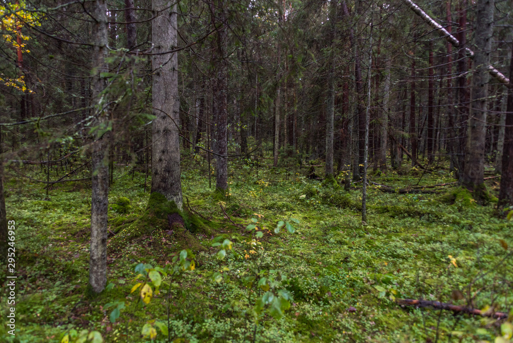 Obraz premium Deep Green Forest in Northern Europe