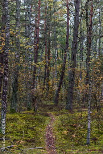 Path in a Northern European Forest in Autumn