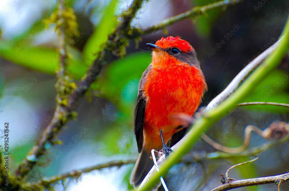 Vermilion Flycatcher - Galapagos - Ecuador