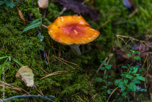 Toadstool Mushroom in a Northern European Forest