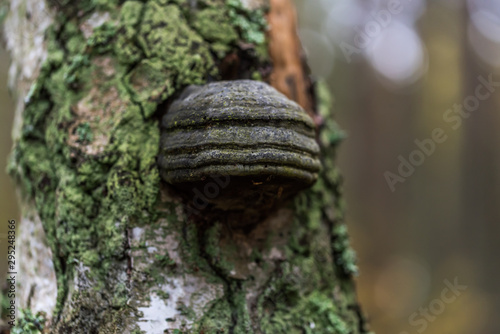 Mushroom Growing on a Tree in a Forest in Northern Europe © JonShore