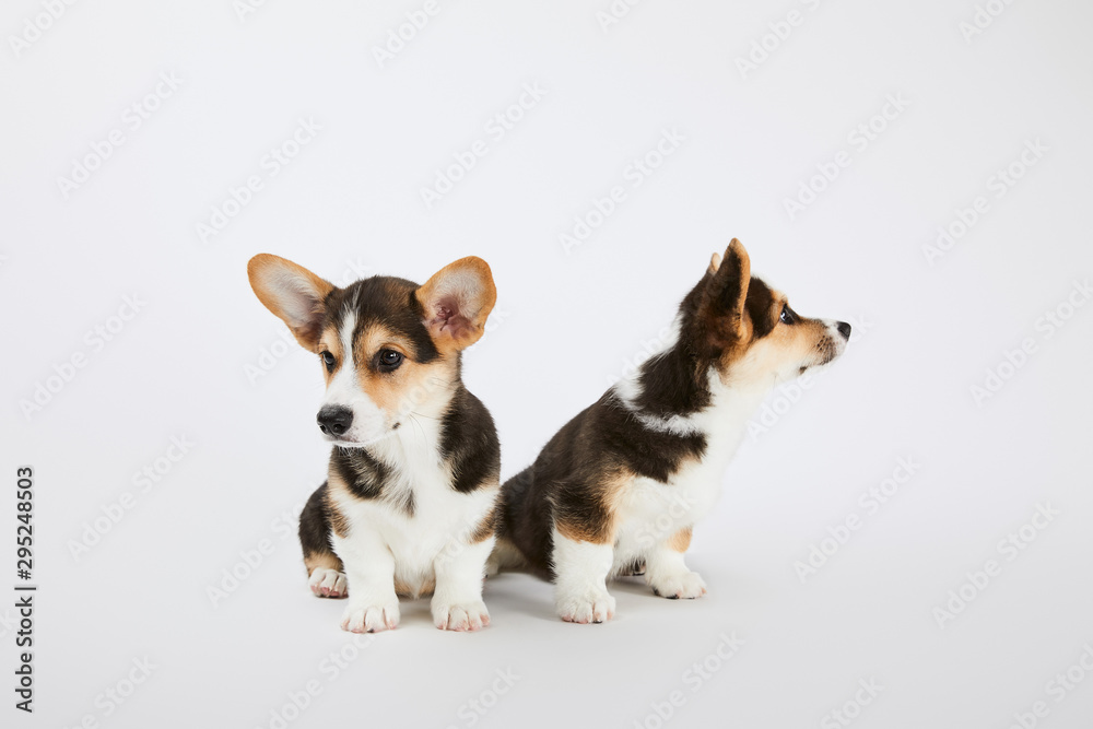 adorable welsh corgi puppies on white background