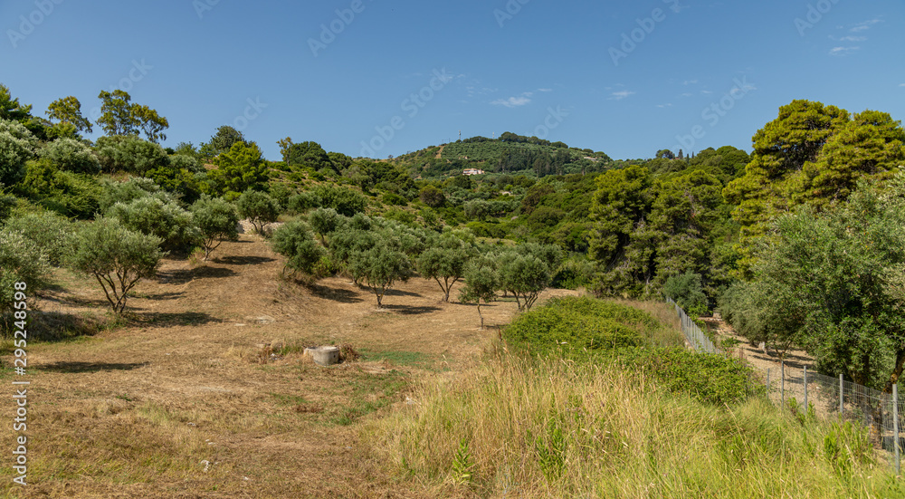 Naklejka premium hill and olive trees on zakynthos