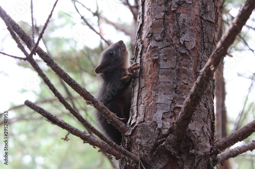 Little squirrel