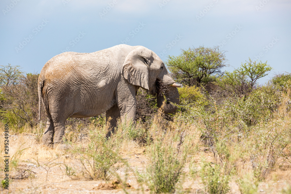 Elephant bull standing in the bush and eating thorny branches, Etosha, Namibia, Africa