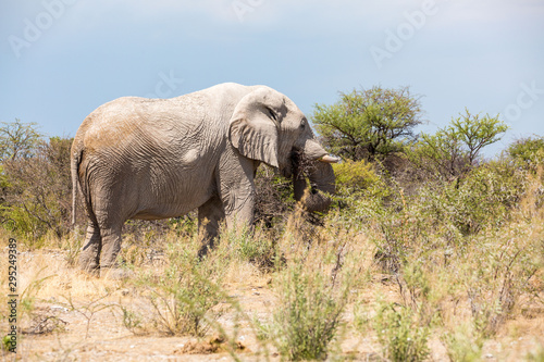 Elephant bull standing in the bush and eating thorny branches  Etosha  Namibia  Africa