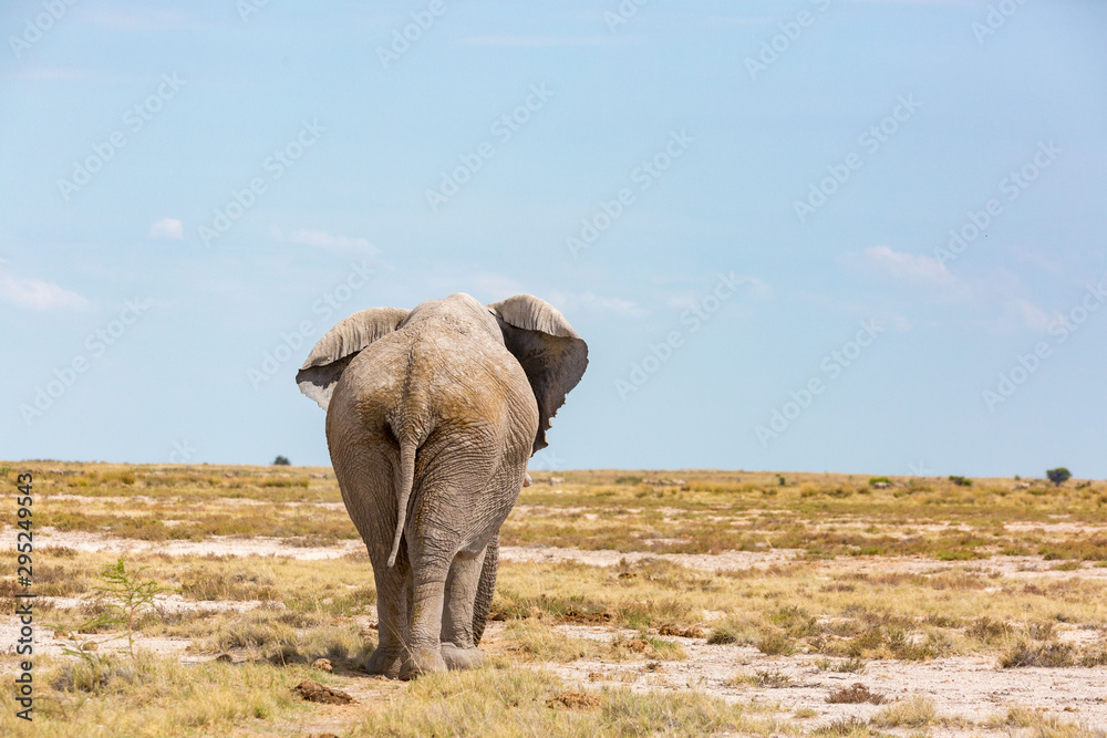 Back view of an elephant walking through a barren and vast landscape, Etosha, Namibia, Africa