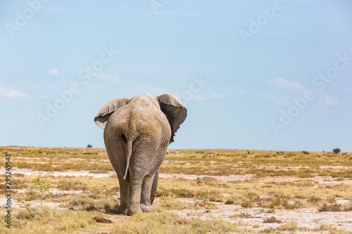 Photography Back view of an elephant walking through a barren and vast landscape, Etosha, Na