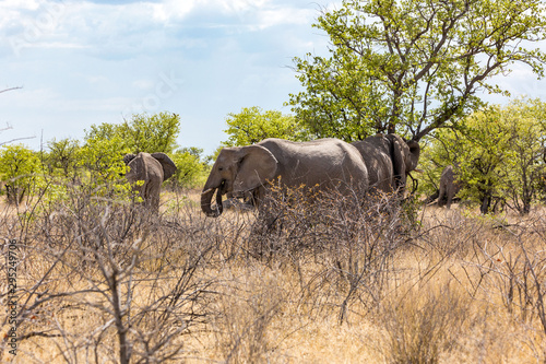 A group of elephants grassing under some trees  Etosha  Namibia  Africa