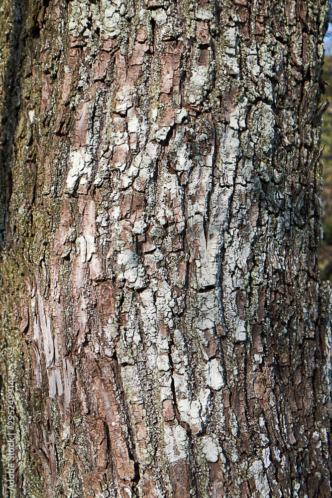 Obraz premium 木の幹
