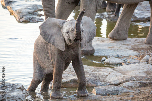 Photography Cute elephant baby standing in a waterhole and lifting its trunk, Etosha, Namibi