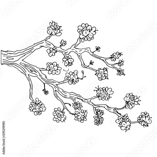 Hand drawn isolated sakura branch. Flower vector illustration in black outline and white plane on white background.