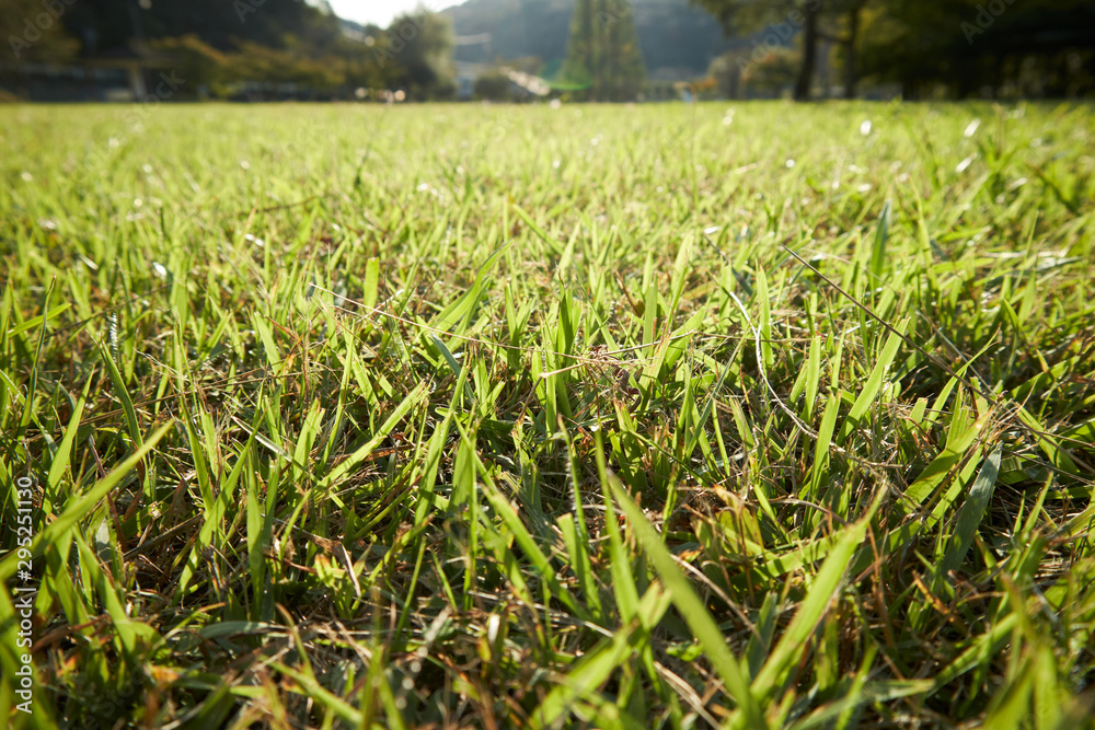 Obraz premium 芝生