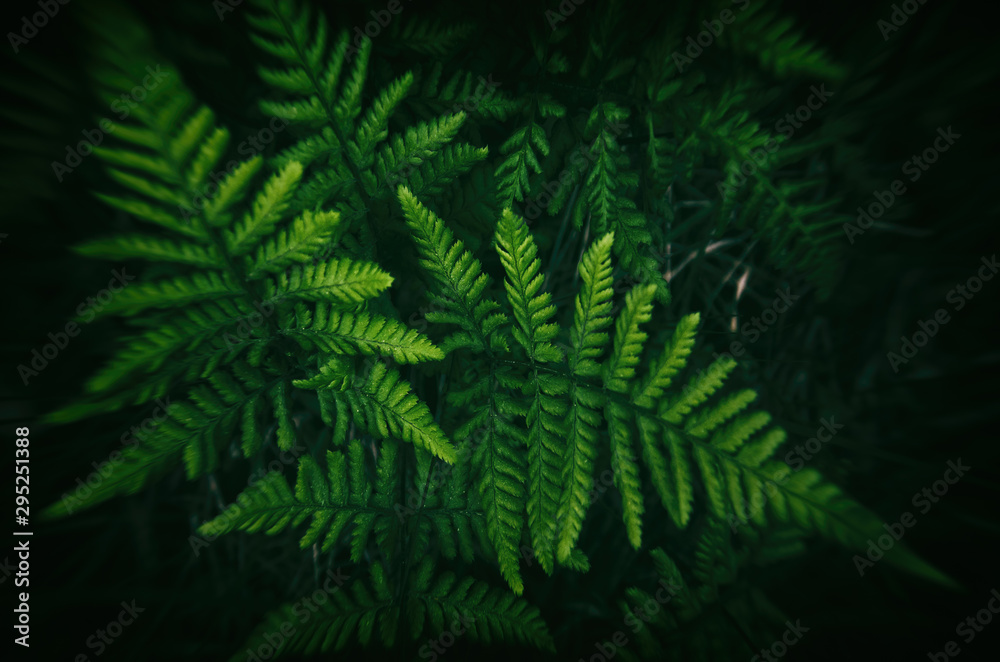 FERN - Spring green in the forest floor