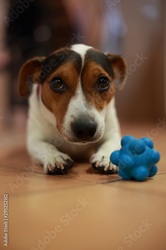 Jack Russell with toy © Djole