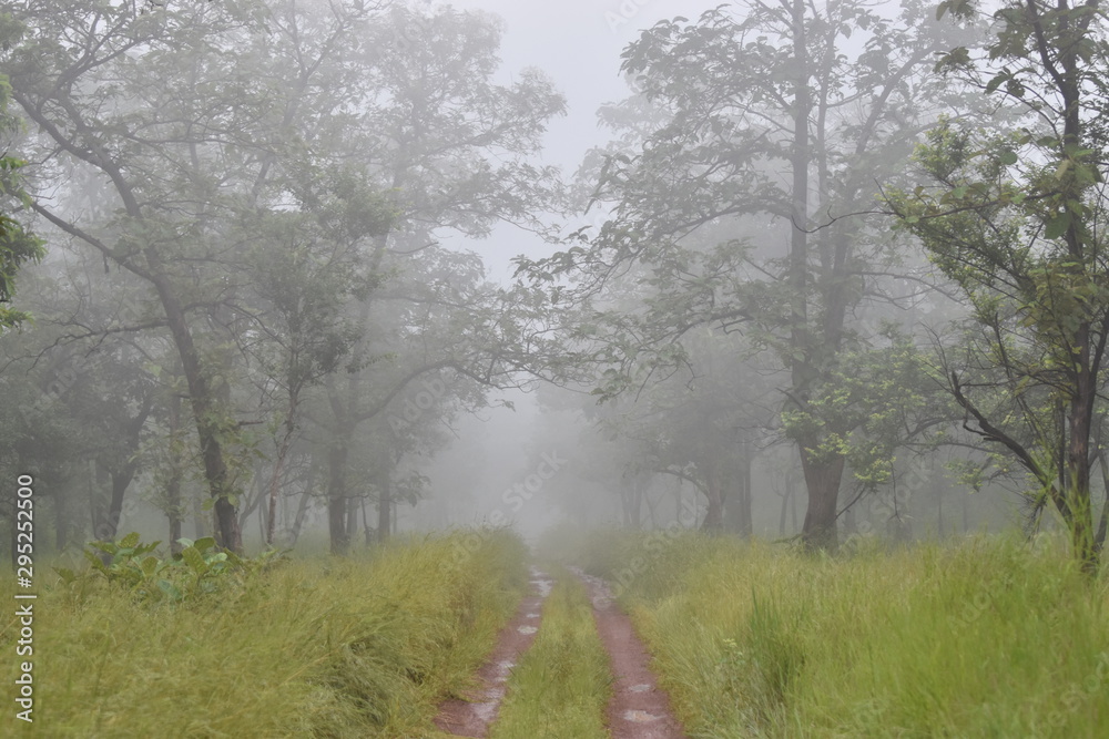 Exotic Early Morning view during a safari at Panna National Park, Madhya Pradesh, India, Asia Exotic Early Morning view during a safari at Panna National Park, Madhya Pradesh, India, Asia