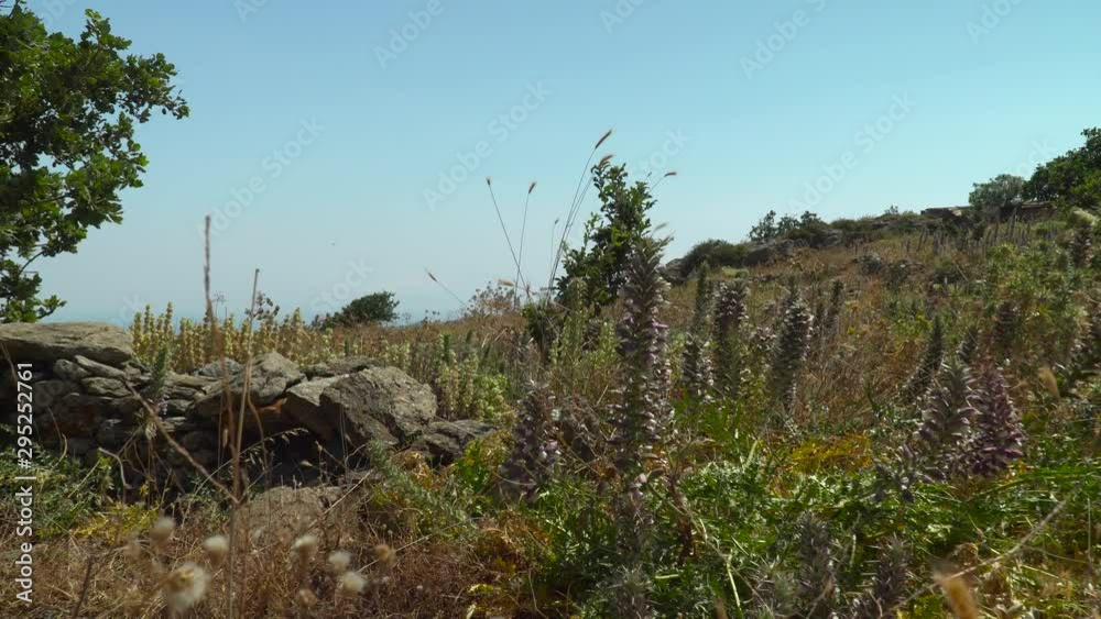 plants in greece, still ground level,low angle shot