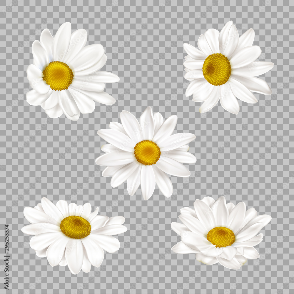 Chamomile set, realistic camomile flower buds isolated on transparent background. Summer or spring blossoms with white petals and yellow center, daisy design elements 3d vector illustration, clip art Chamomile set, realistic camomile flower buds isolated on transparent background. Summer or spring blossoms with white petals and yellow center, daisy design elements 3d vector illustration, clip art