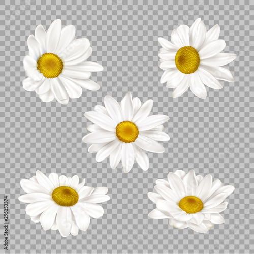 Murais de parede Chamomile set, realistic camomile flower buds isolated on transparent background