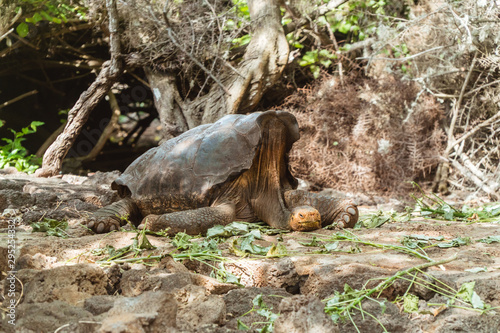 Large Tortoise turtle. Green Galapagos wildlife. Close up of turtle head and shell. Hiding head. Natural wildlife shot in Isabela  San Cristobal  Galapagos Islands. Wild animals in nature. Brown and g