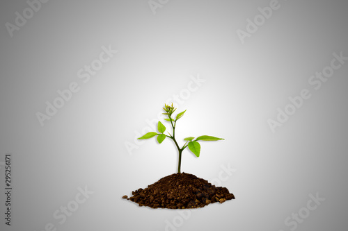plant in soil isolated gradient gray background