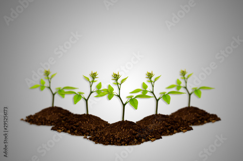 plant in soil isolated gradient gray background