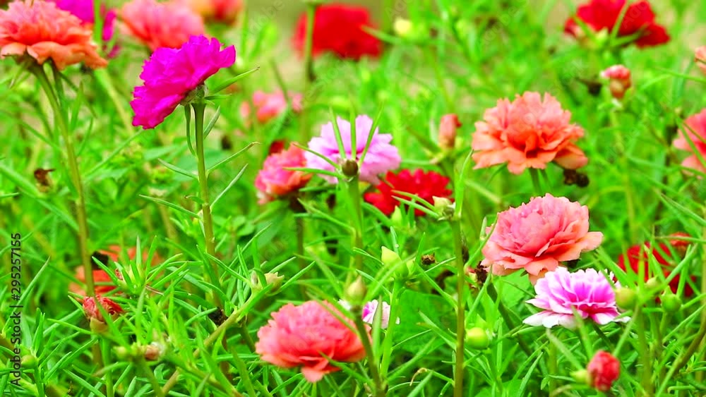 Purslane, Rose mose, Sun plant pink rose magenta flower blooming in the garden Purslane, Rose mose, Sun plant pink rose magenta flower blooming in the garden