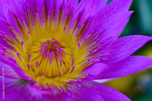 beautiful lilac and yellow water lily on the pond close up